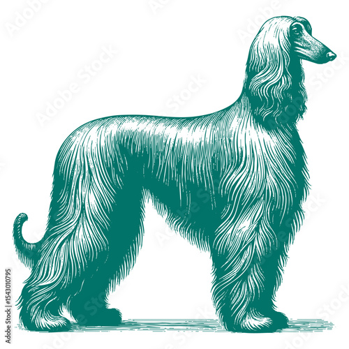 Afghan hound vector