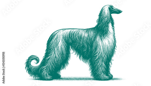 Afghan hound vector