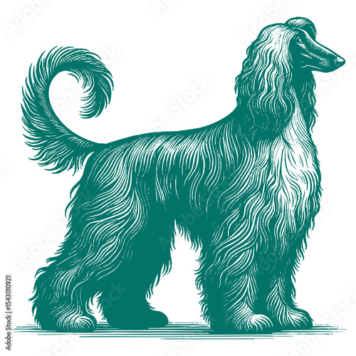 Afghan hound vector