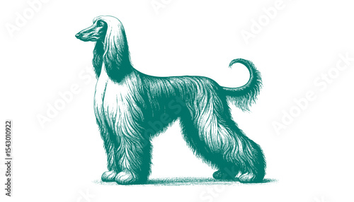 Afghan hound vector