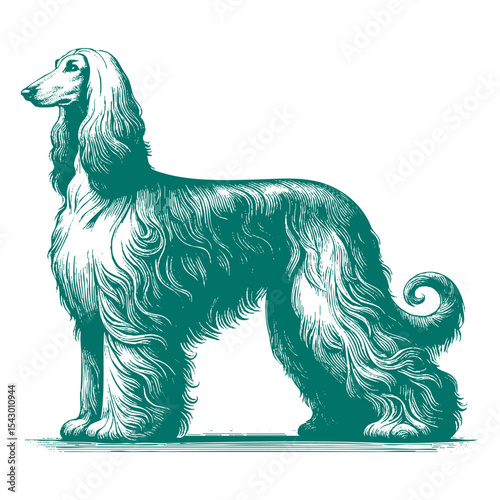 Afghan hound vector