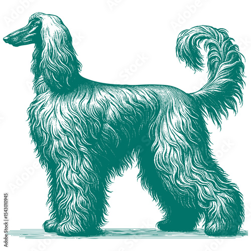Afghan hound vector