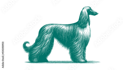 Afghan hound vector