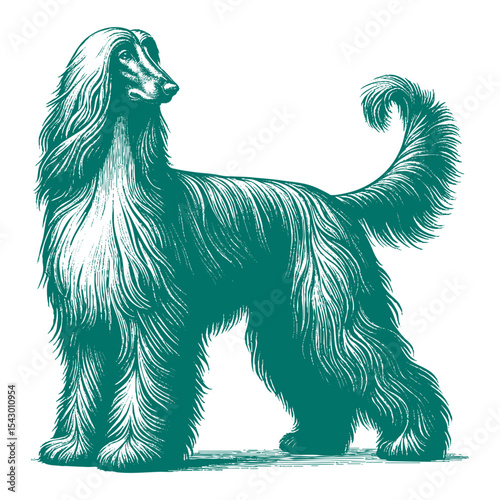 Afghan hound vector