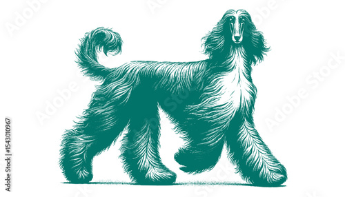 Afghan hound vector
