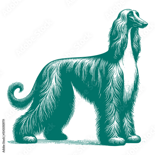 Afghan hound vector