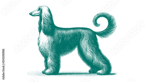 Afghan hound vector