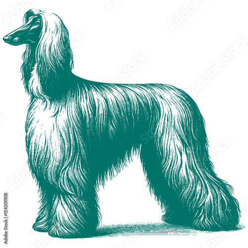 Afghan hound vector