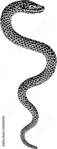 Snake coiled serpent, original illustration in a vintage woodcut engraving etching style.