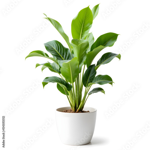 Lush green indoor plant with broad leaves in a modern white pot, enhancing the aesthetic of home decor, bringing a touch of nature and tranquility to any space