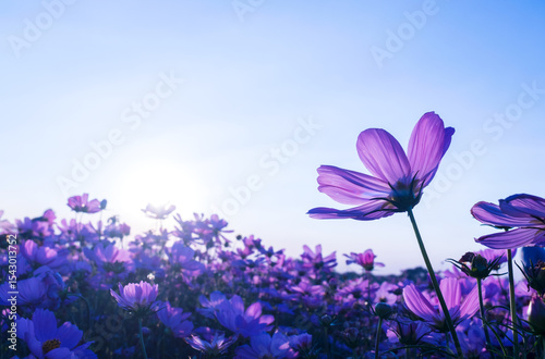 Fototapet Purple cosmos flowers in the garden bloom gently in  summer the sunset