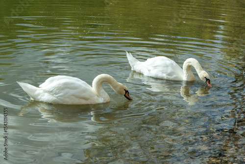 Fototapeta Naklejka Na Ścianę i Meble -  Swans gracefully foraging in the shallow lake waters during spring. Feeding on bottom-dwelling creatures. Elegant swans diving for food.