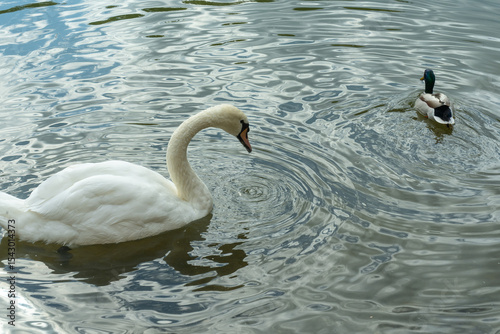 Fototapeta Naklejka Na Ścianę i Meble -  Swans gracefully foraging in the shallow lake waters during spring. Feeding on bottom-dwelling creatures. Elegant swans diving for food.