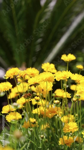Bright yellow flowers bloom in a sunny garden surrounded by lush greenery