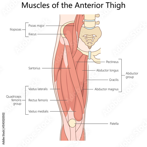 muscles of the anterior thigh Human structure diagram hand drawn schematic vector illustration. Medical science educational illustration