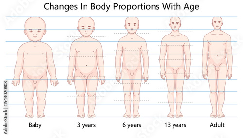 diagram showing how human body proportions evolve with age, from infancy to adulthood, highlighting growth and development stages hand drawn schematic vector illustration. Medical science educational
