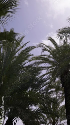 Palm trees sway under bright sky in a tranquil tropical environment during midday