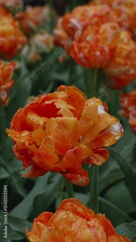 Vibrant orange flowers bloom in a lush garden during springtime