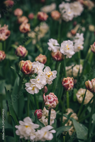 Colorful tulips bloom in a vibrant garden during springtime