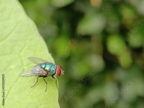 Vibrant green fly on leaf.
Keywords: