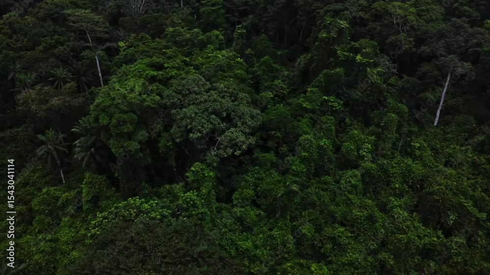 Jib up of a beautiful green treetops of a tropical forest at the IITA forest center in Moniya, Nigeria Jib up of a beautiful green treetops of a tropical forest at the IITA forest center in Moniya, Nigeria