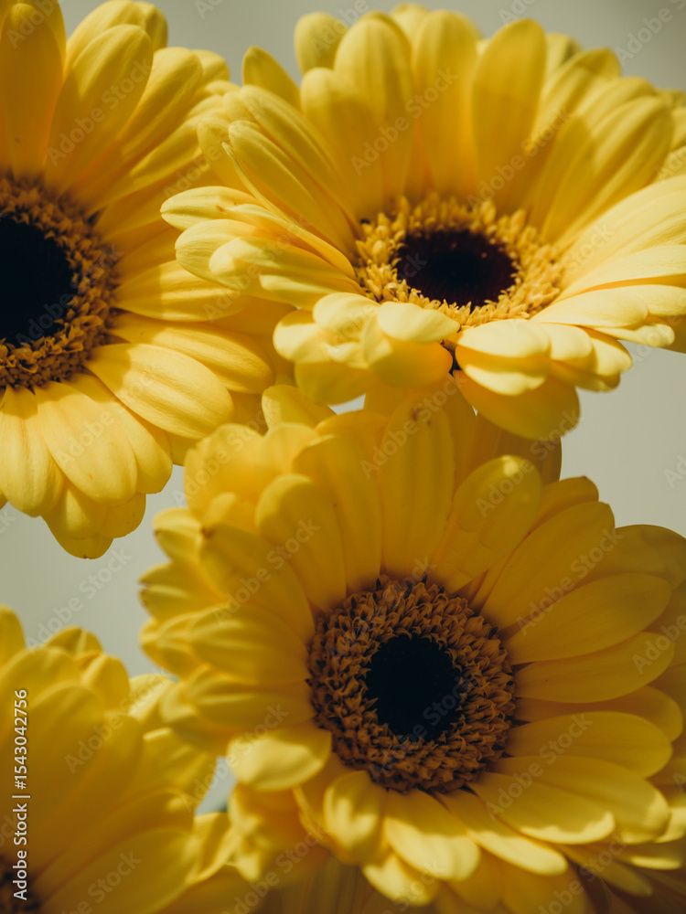 Fototapeta premium yellow gerber daisy