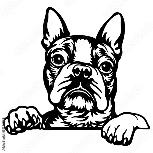 Boston Terrier Dog - Peeking Dog Breed - Pet Dog Vector Portrait, Dog Silhouette Stencil