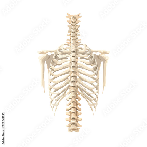  back skeletal isolated in White Background, back skeletal vector, Flat lay vector illustration