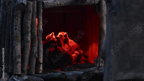 Wallpaper Mural Super Slow Motion Captures Playful Lemurs Enjoying Their Time Inside a Cozy Burrow in Madagascar During Sunset Torontodigital.ca