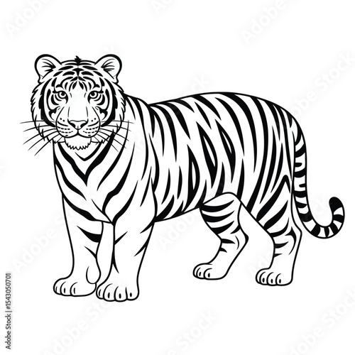 Black And White Outline Drawing Of A Tiger Standing vector