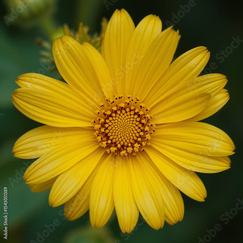 yellow daisy flower closeup
