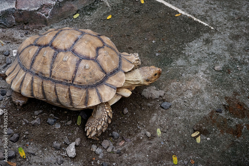 African spurred tortoise walking on rough ground surface