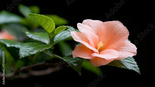 Delicate peach hibiscus flower blooming gracefully on a dark background with lush green leaves