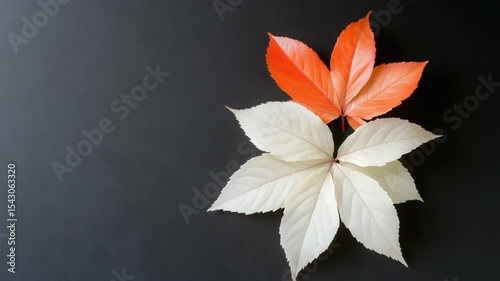 Vibrant autumn leaves in orange, white, and red colors arranged on a dark background