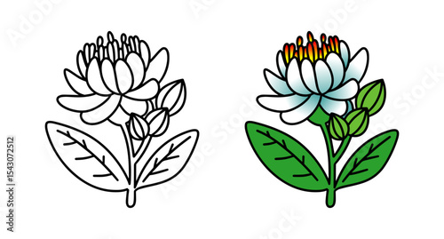 Detailed illustration of a white flower with green leaves and buds