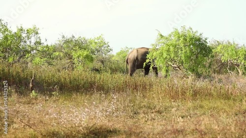 An elephant walks through the jungle in search of food and water