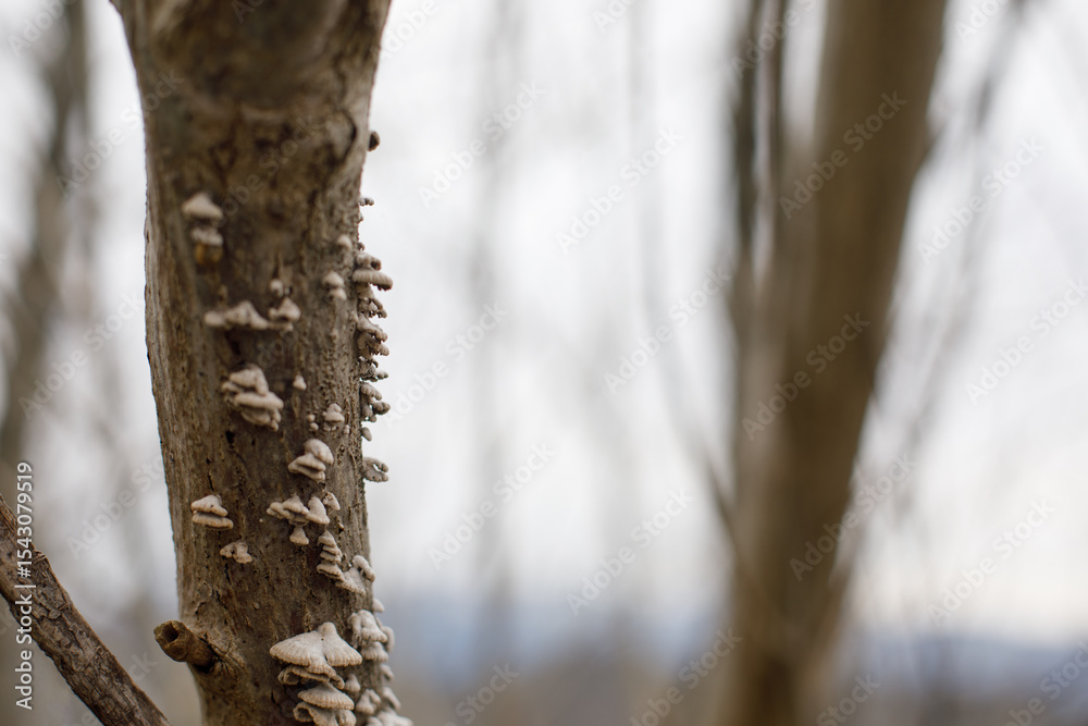 Fototapeta premium Split Gill Polypore, Schizophyllum commune. Fungi Growth on a Tree Trunk in a Forest During a Cloudy Day, Nature Details