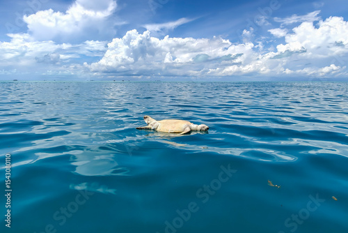 Dead Sea Turtle Floating in the Ocean near Semporna, Sabah â€“ Marine Pollution and Conservation Concept