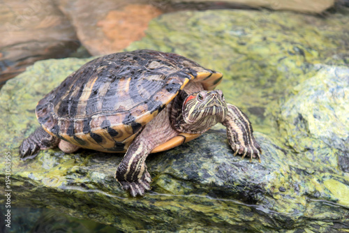 Red-eared turtle (Trachemys scripta) rests on a rocks in the pond