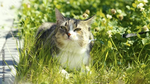 Cat relaxing in the sun among grass and flowers on a lovely afternoon