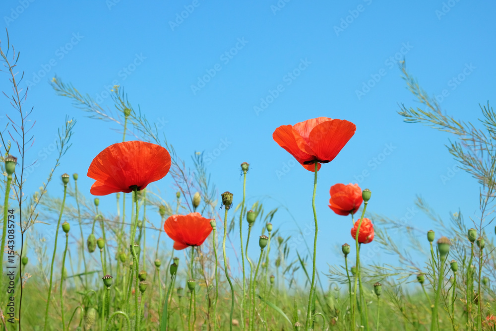 Obraz premium Bright red poppies blooming under a clear blue sky on a sunny day. Vibrant wildflowers in a summer meadow, symbolizing peace, nature, and beauty