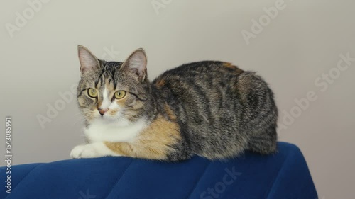 Charming cat relaxes on vibrant blue couch in a cozy living room setting