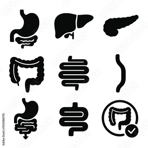 Digestive System Icons. Solid vector icons of digestive system: stomach with intestine, liver and gallbladder icon, pancreas