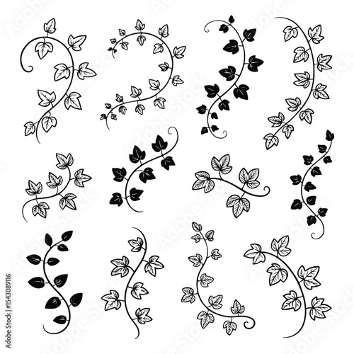 Elegant black and white ivy vines and leaves decorative design elements