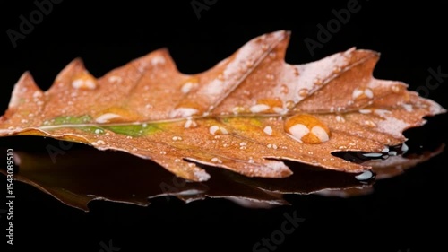 Close-up of a wet autumn leaf with droplets reflecting light against a dark background