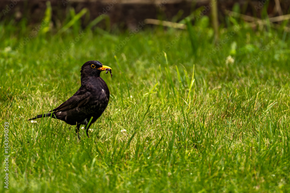 A starling sitting on a garden lawn holding an earthworm in its beak, A starling sitting on a garden lawn holding an earthworm in its beak,