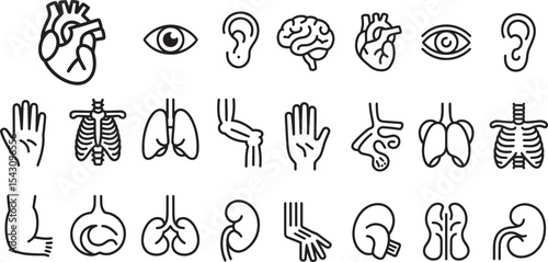 Twelve Human Anatomy Organs and Body Parts Line Art Icons Black and White Medical Illustrations heart