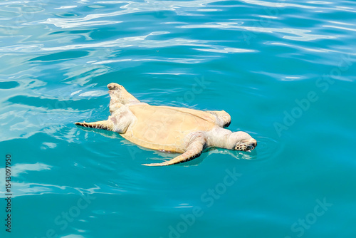 Dead Sea Turtle Floating in the Ocean near Semporna, Sabah â€“ Marine Pollution and Conservation Concept