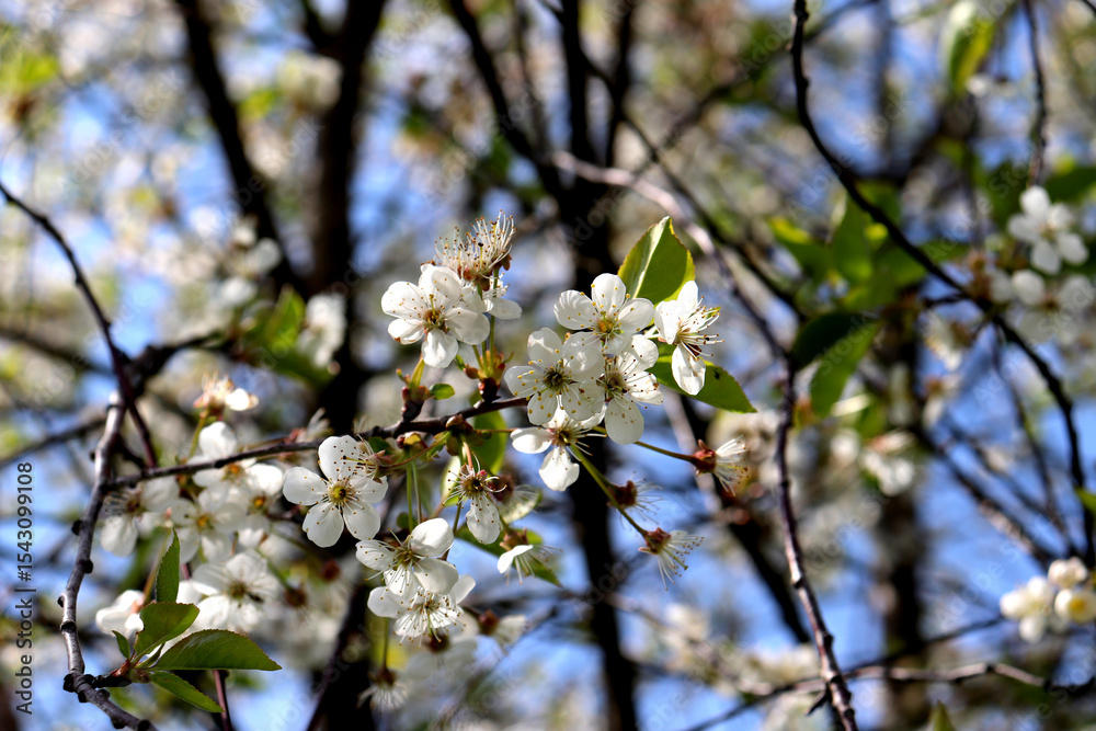 Fototapeta premium Blossoming branch of cherry tree with white flowers on sunny spring day in garden against blue sky and branches - horizontal color photo, close-up