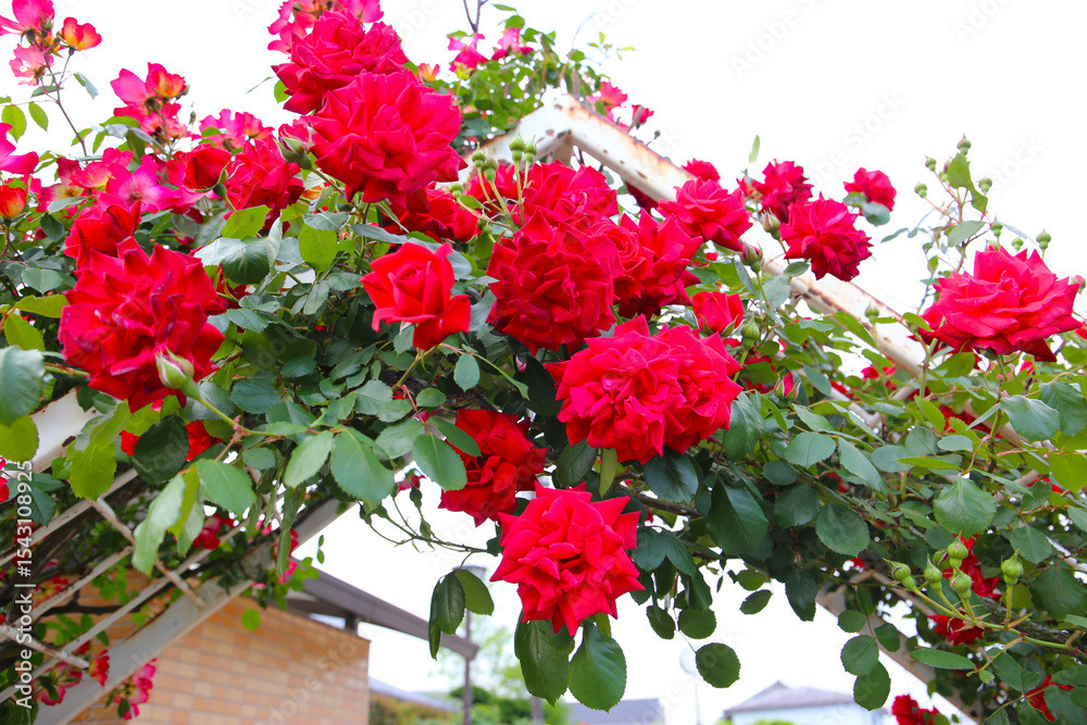 Obraz premium A beautiful rose bush in a public park in Japan